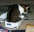 Click image for larger version. 

Name:	olibutt1.jpg 
Views:	158 
Size:	64.1 KB 
ID:	62214