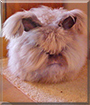 Name:  large.jpg
Views: 221
Size:  13.3 KB