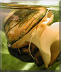 Name:  large.jpg
Views: 256
Size:  13.3 KB