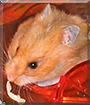 Name:  large (1).jpg
Views: 426
Size:  14.8 KB