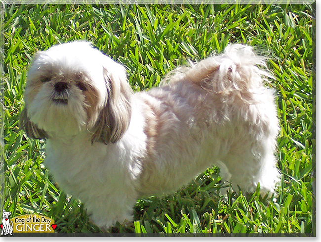 Name:  dog.jpg
Views: 367
Size:  402.1 KB