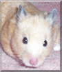 Name:  large (1).jpg
Views: 211
Size:  10.8 KB