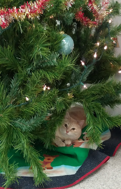 Name:  creamxmas.jpg
Views: 390
Size:  108.8 KB