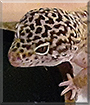 Name:  large (1).jpg
Views: 406
Size:  13.3 KB
