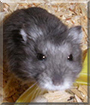 Name:  large.jpg
Views: 298
Size:  11.6 KB