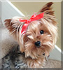Name:  dog.jpg
Views: 514
Size:  9.4 KB