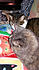 Click image for larger version. 

Name:	olitalk.jpg 
Views:	159 
Size:	76.5 KB 
ID:	62301