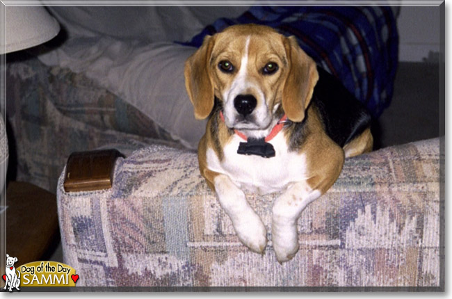Name:  dog.jpg
Views: 558
Size:  88.8 KB