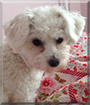 Name:  large (2).jpg
Views: 195
Size:  6.4 KB