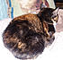 Click image for larger version. 

Name:	minpout.jpg 
Views:	120 
Size:	84.4 KB 
ID:	62388