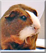 Name:  large.jpg
Views: 138
Size:  6.2 KB