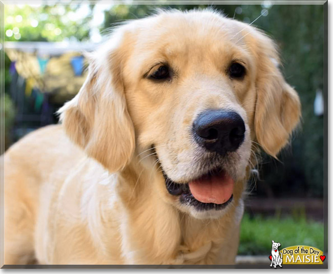 Name:  dog.jpg
Views: 221
Size:  81.8 KB