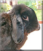 Name:  large (1).jpg
Views: 181
Size:  6.2 KB