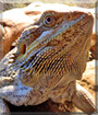 Name:  pet.jpg
Views: 183
Size:  8.4 KB