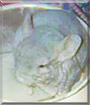 Name:  large.jpg
Views: 465
Size:  5.4 KB