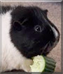 Name:  large (1).jpg
Views: 148
Size:  5.2 KB