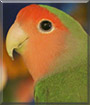 Name:  large.jpg
Views: 122
Size:  5.2 KB