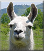 Name:  large.jpg
Views: 151
Size:  6.6 KB