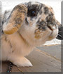 Name:  pet.jpg
Views: 252
Size:  5.9 KB