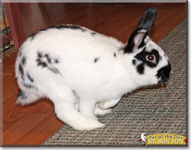 Name:  bun.jpg
Views: 187
Size:  117.8 KB