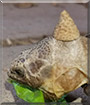 Name:  large.jpg
Views: 431
Size:  5.9 KB
