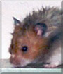 Name:  large.jpg
Views: 142
Size:  5.1 KB