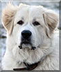 Name:  large (1).jpg
Views: 169
Size:  11.1 KB