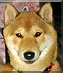 Name:  large.jpg
Views: 152
Size:  6.9 KB