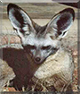 Name:  fox.jpg
Views: 273
Size:  12.3 KB