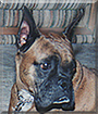 Name:  large (1).jpg
Views: 193
Size:  16.9 KB