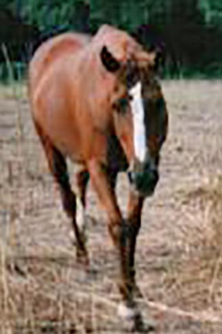 Name:  horse.jpg
Views: 255
Size:  22.0 KB