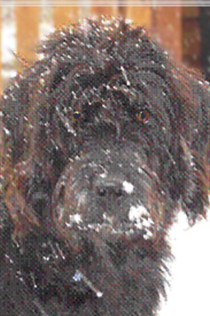 Name:  dog.jpg
Views: 309
Size:  48.0 KB