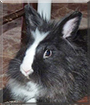 Name:  large.jpg
Views: 163
Size:  11.1 KB