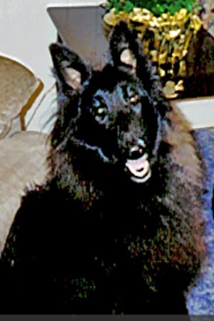 Name:  dog.jpg
Views: 760
Size:  24.6 KB