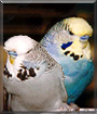 Name:  large.jpg
Views: 149
Size:  12.4 KB