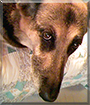 Name:  dog.jpg
Views: 145
Size:  15.7 KB
