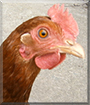 Name:  large.jpg
Views: 169
Size:  12.4 KB