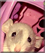 Name:  large (1).jpg
Views: 156
Size:  12.8 KB