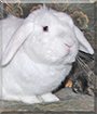 Name:  large.jpg
Views: 173
Size:  11.3 KB