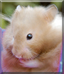 Name:  large (1).jpg
Views: 429
Size:  11.1 KB