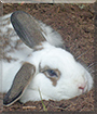 Name:  large.jpg
Views: 151
Size:  13.5 KB