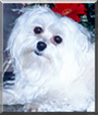 Name:  large.jpg
Views: 139
Size:  11.3 KB