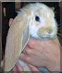Name:  large (1).jpg
Views: 191
Size:  12.3 KB