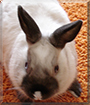 Name:  large (1).jpg
Views: 442
Size:  13.2 KB