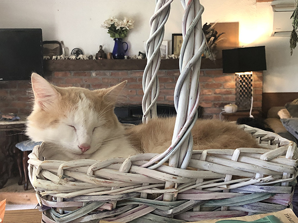 MulliganWhiteBasket600