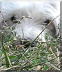 Name:  large.jpg
Views: 291
Size:  13.4 KB