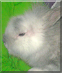 Name:  bunny.jpg
Views: 771
Size:  11.3 KB