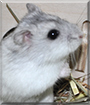 Name:  large.jpg
Views: 268
Size:  10.2 KB