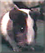 Name:  large.jpg
Views: 154
Size:  10.2 KB