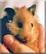 Name:  large (1).jpg
Views: 172
Size:  14.0 KB